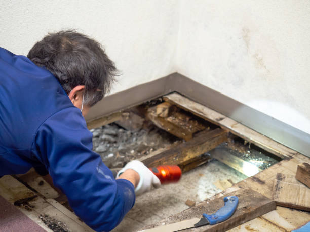 Trusted Wyanet, IL Mold Remediation Experts