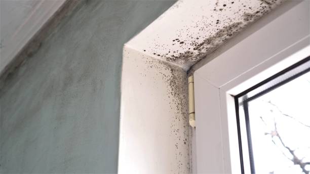 Best Residential Mold Remediation in Wyanet, IL