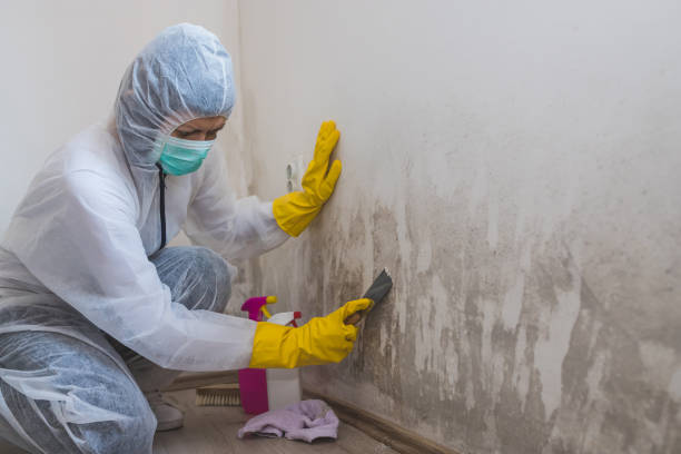 Best White Mold Remediation in Wyanet, IL