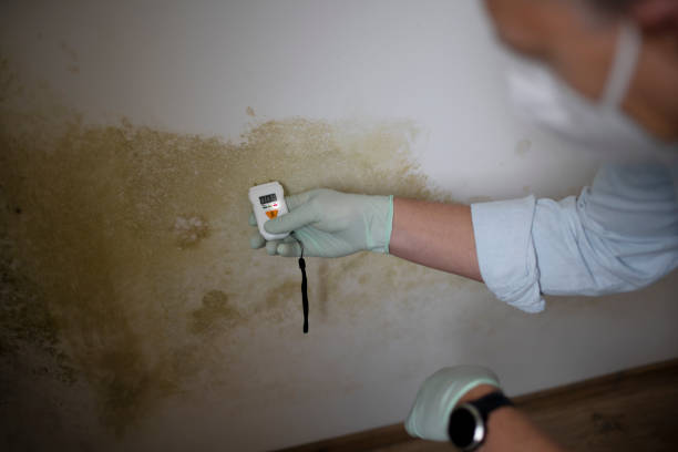 Best Crawl Space Mold Remediation in Wyanet, IL