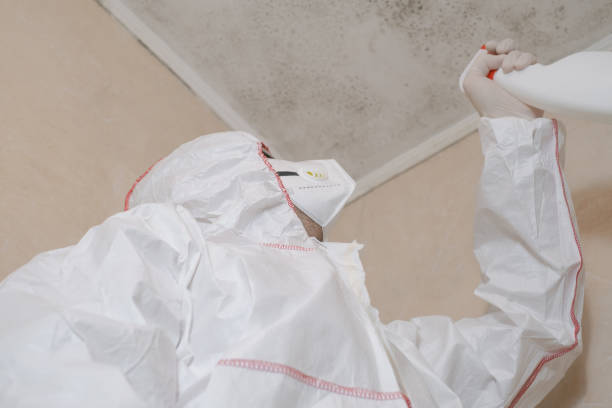 Best Residential Mold Remediation in Wyanet, IL