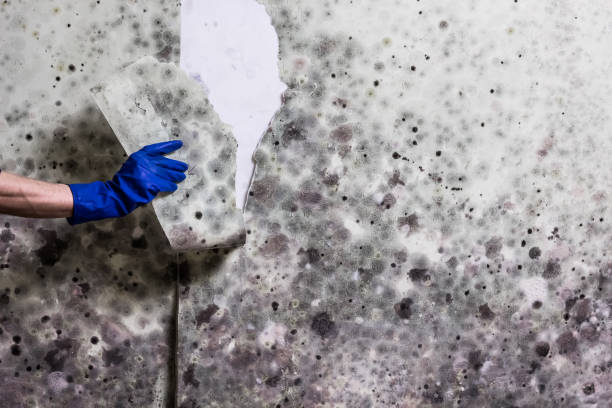 Best Health and Safety Mold Remediation in Wyanet, IL
