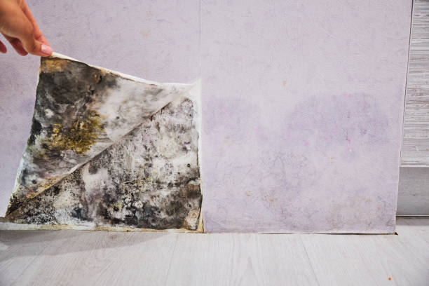 Best Bathroom Mold Remediation in Wyanet, IL